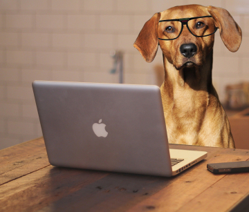 Hund Laptop