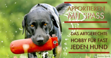 Apport