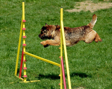 Hund Sprung Pixabay (2)