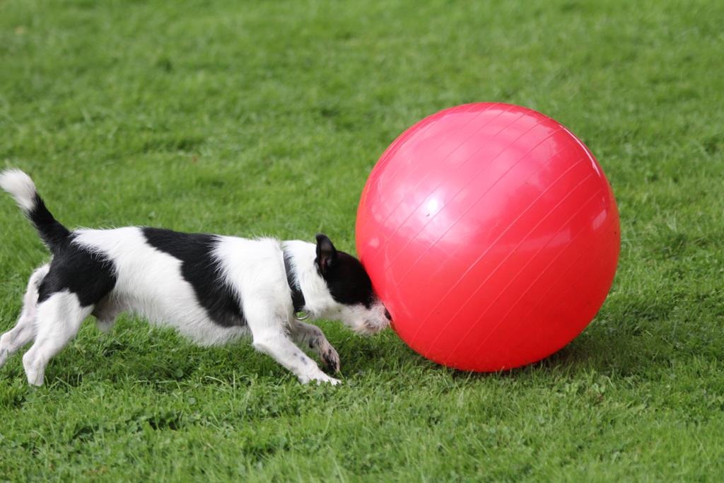 Treibball • Taunuspfoten